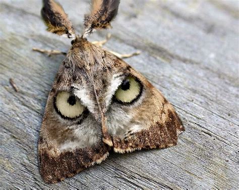 Great Horned Moth | Owl eyes, Beautiful butterflies, Unusual animals