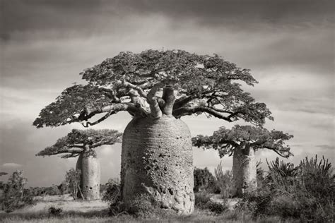 A Photographer's Journey With the Ancient Baobabs of Madagascar - Atlas Obscura