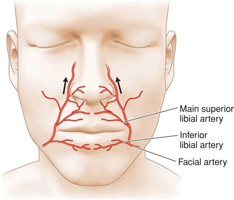 Lip | Plastic Surgery Key