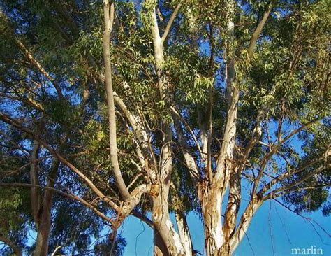 Eucalyptus Tree - Eucalyptus globulus - North American Insects & Spiders