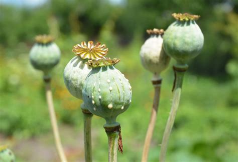 10 Types of Poppy Flowers & Growing Tips