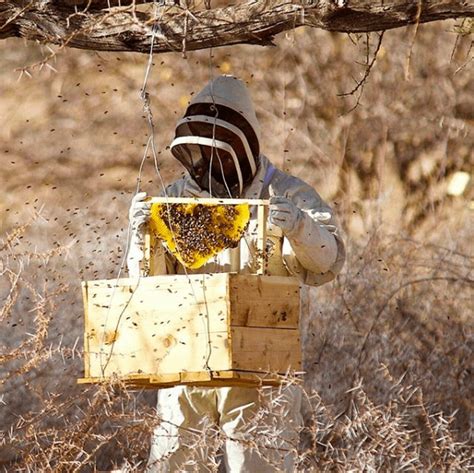 Bee Conservation - Loisaba Conservancy