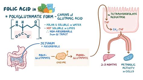 Folate Deficiency