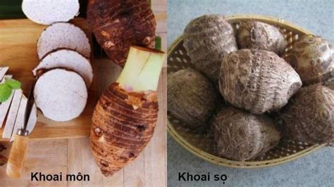 Khoai sọ là khoai gì, có phải là khoai môn không? Tác dụng của khoai sọ ...