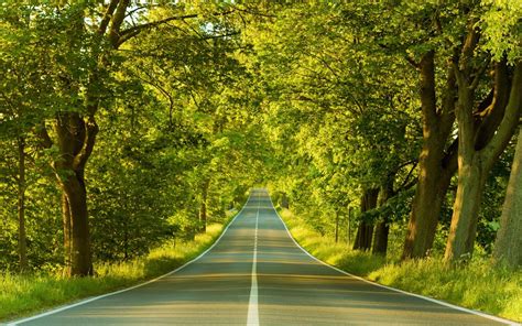 🔥 Free download Road through trees wallpaper [1920x1200] for your ...