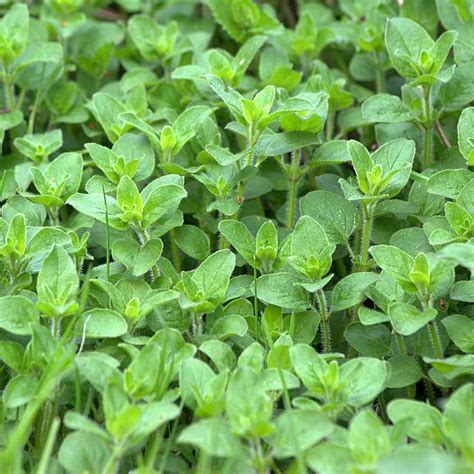 Herbs Patio, Lawn & Garden 800 Greek Oregano Fresh Organic Seeds ...