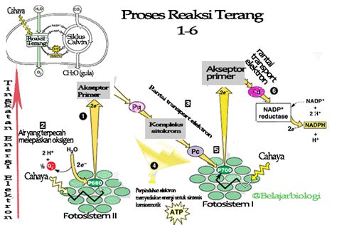 Pengertian Fotosintesis Prosesnya Lengkap Artikel Bermutu Diagram Reaksi Terang Proses ...