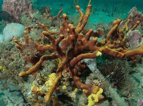 Sea sponges were the first animals on Earth, scientists discover | The ...