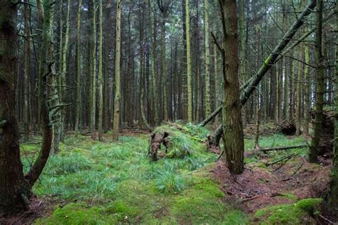 Forest Free Stock Photo - Public Domain Pictures