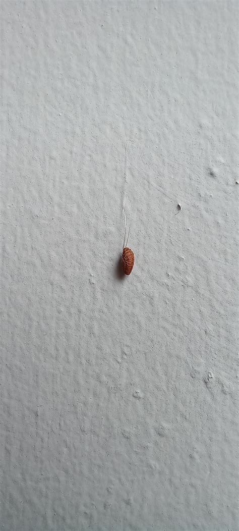 Is this pupa? : r/Entomology