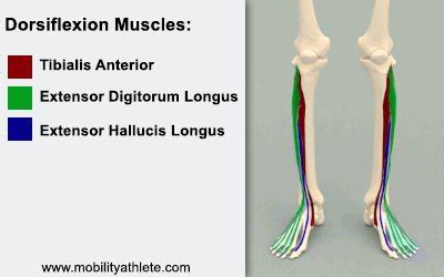 Ankle Dorsiflexion - The Ultimate Guide for Athletes