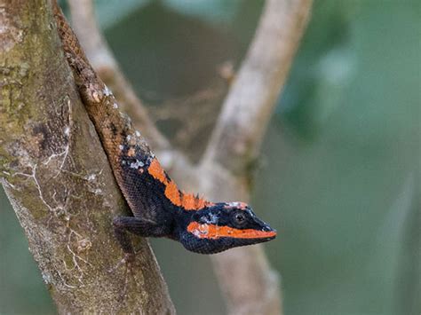 Reptiles of Sri Lanka | Sri Lankan Reptiles | Reptiles in Yala National Park