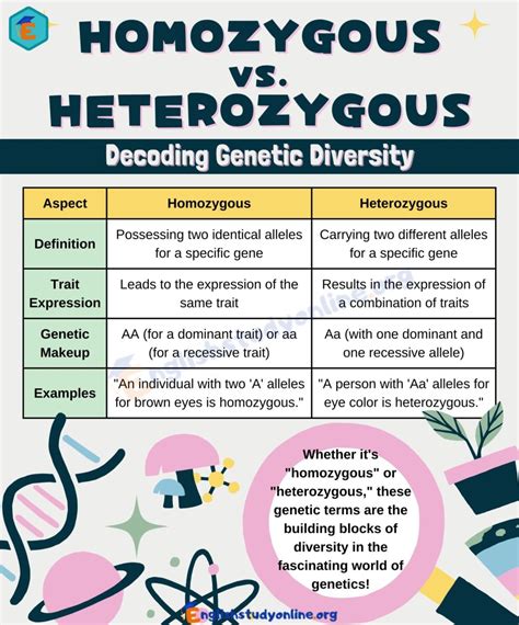 Homozygous vs. Heterozygous: Implications for Genetic Inheritance - English Study Online