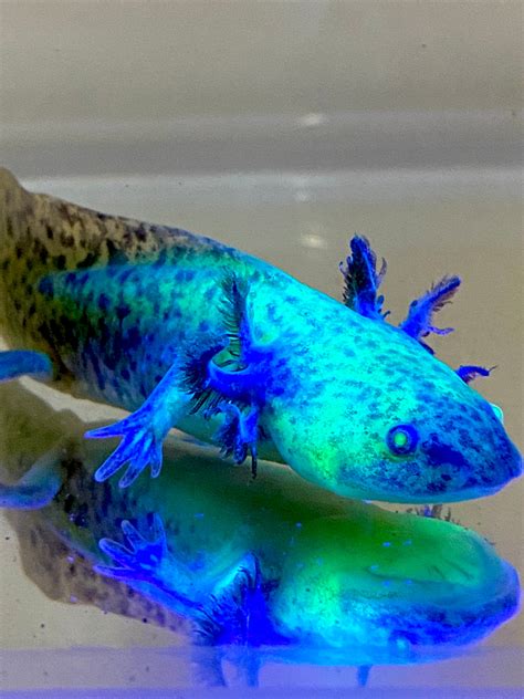 Highlight Spotted GFP Wild Type Sub Adult #2 – Ivy's Axolotls - Quality Pet Axolotls Since 2018