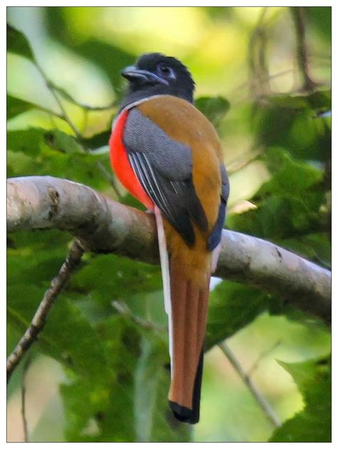 Wilderness Tales from Odisha: Hill Birds of Odisha