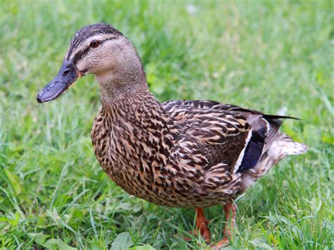 Female Duck. Royalty free stock photos. All pictures are free for ...