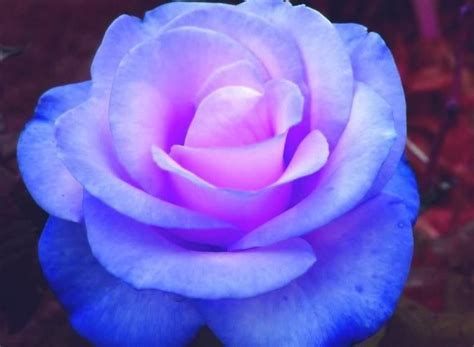 a cool looking rose | Rainbow of Roses | Pinterest