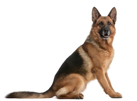 German Shepherd Training and Breed Information - Eat Sleep Walk