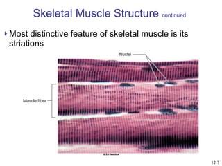 Fox muscles | PPT