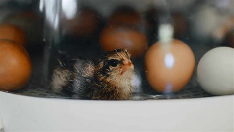 Incubating Chicken Eggs: The Process and Requirements - Rural Living Today