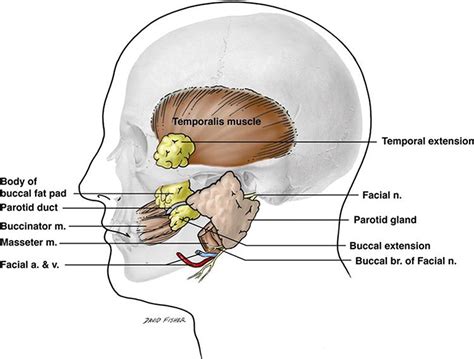 Applications of the Buccal Fat Pad in Oral and Maxillofacial Surgery | IntechOpen