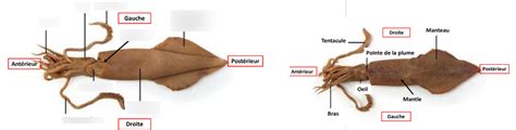 Lab #4 - Squid (External anatomy) Diagram | Quizlet