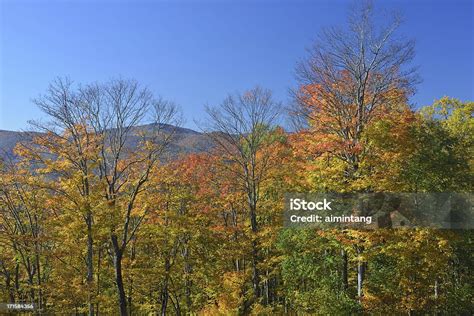 Monongahela National Forest In Fall Stock Photo - Download Image Now ...