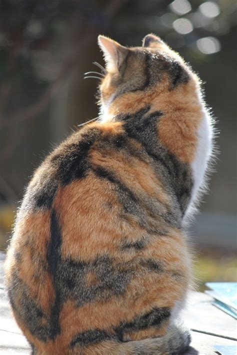 Tabby markings on calico cat's back Cat #cat Cats #cats #beautifulcats | Cat breeds, Beautiful ...