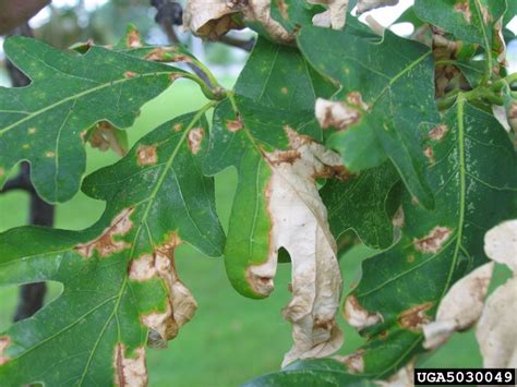 White Oak Diseases And Pests