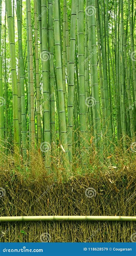 Green Bamboo Plant Forest in Japan Zen Garden Stock Image - Image of ...