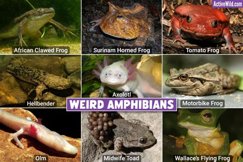 Weird Amphibians: List Of The Strangest Amphibians, Pictures & Interesting Facts