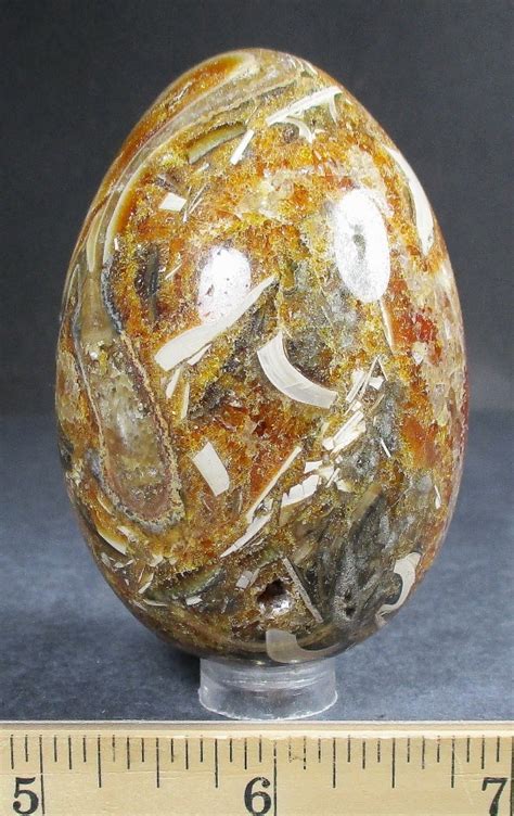 EGG812 Ammonite Shell - The Rock Shed