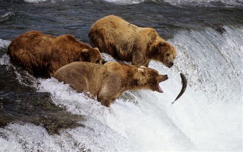 Alaska Bear Wallpaper