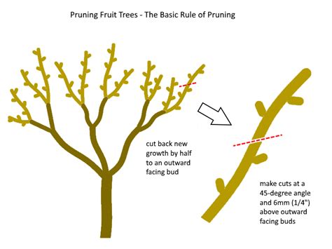 Prune Fruit Trees