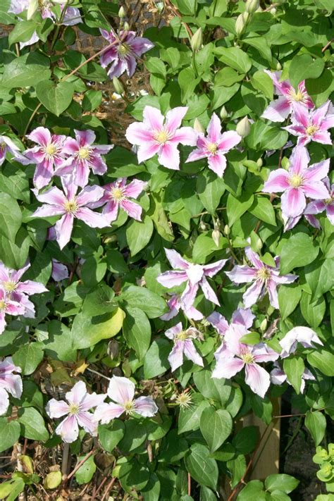 How to Grow Clematis Vine - Natalie Linda