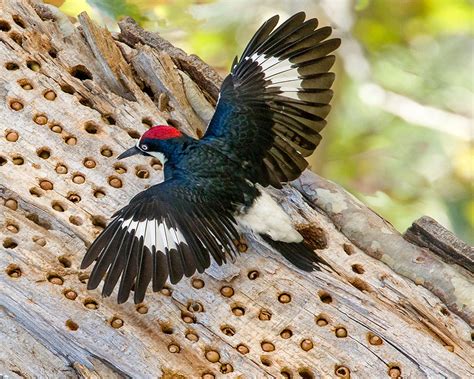 Acorn Woodpecker: Words That Keep Record