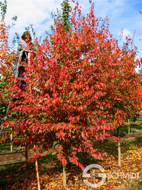 Native Flame® American Hornbeam - WascoNursery.com