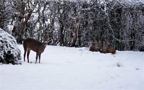 Deer in Snow Wallpaper - WallpaperSafari