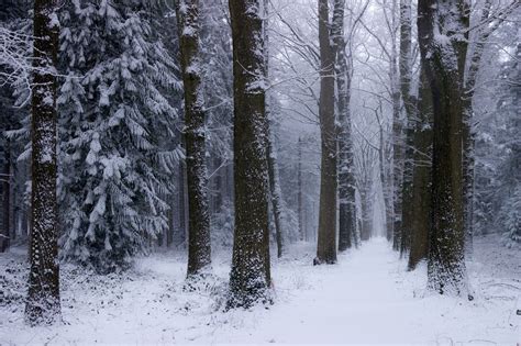 nature, Landscape, Winter, Forest, Netherlands, Snow, Trees, Cold ...