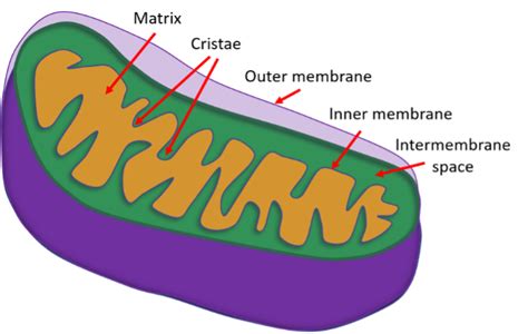 Mitochondria – An overview of structure and function