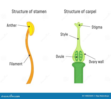 Structure Of Pistil In The Section At The Time Of Double Fertilization ...