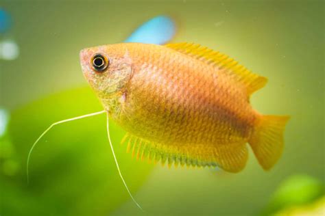 Gourami 101 | Gourami Fish Types & Info! - Aquariadise