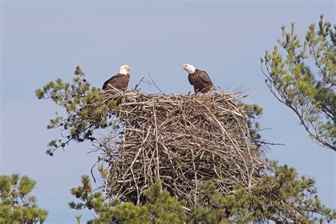 They’ve hatched! A good look at a Maine bald eagle nest | Act Out with ...