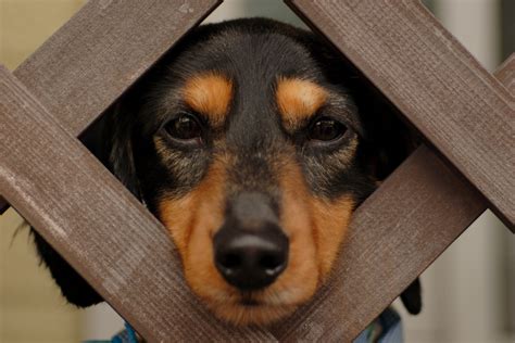 File:Funny dog.jpg - Wikimedia Commons