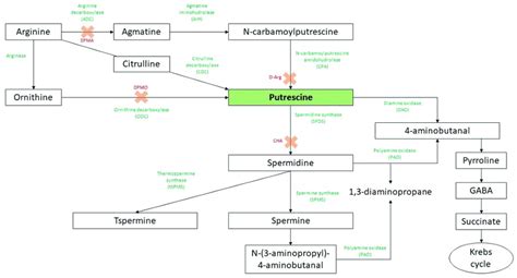 Putrescine biosynthesis and catabolism in plants. The green words ...