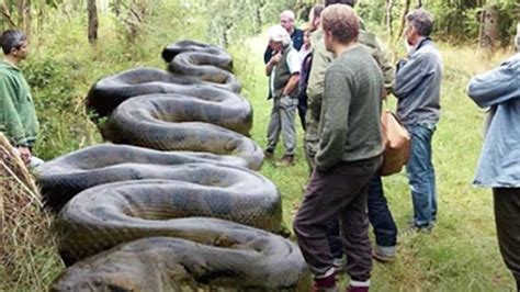 What is the largest anaconda ever - vsabug