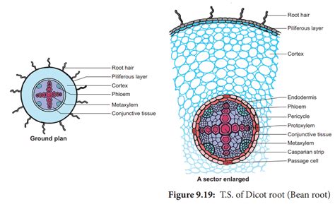 Dicot Root Cross Sections | My XXX Hot Girl