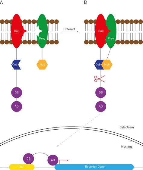 Yeast 2-Hybrid - Singer Instruments