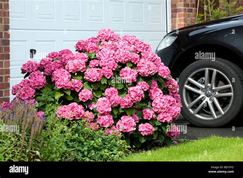 Pink Hydrangea in garden of suburban house Stock Photo - Alamy