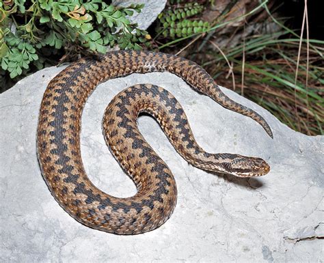 Vipera berus - Monaco Nature Encyclopedia